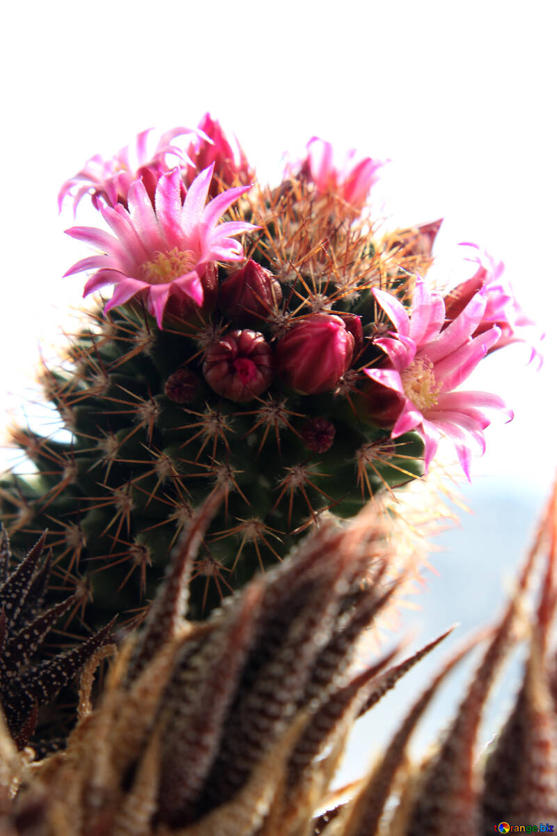 Fiore di cactus isolato su sfondo bianco №46589