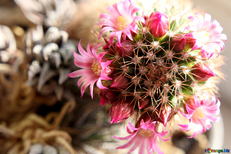 As flores dos cactos no peitoril da janela №46595