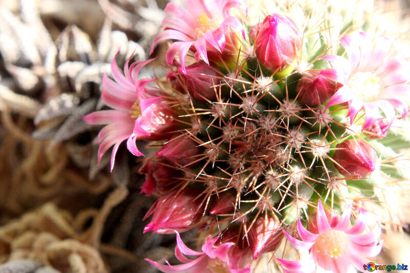 Flores de cactus en el alféizar №46598