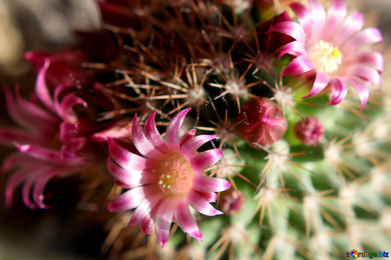 Inicio flores de cactus №46592