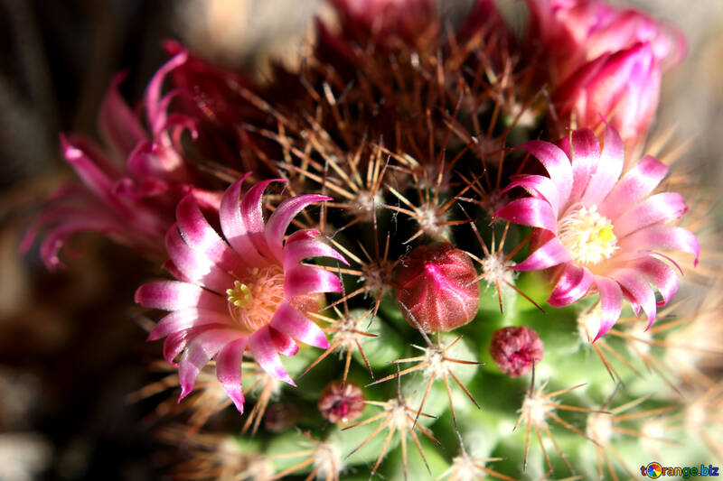Fleurs de cactus Accueil №46593