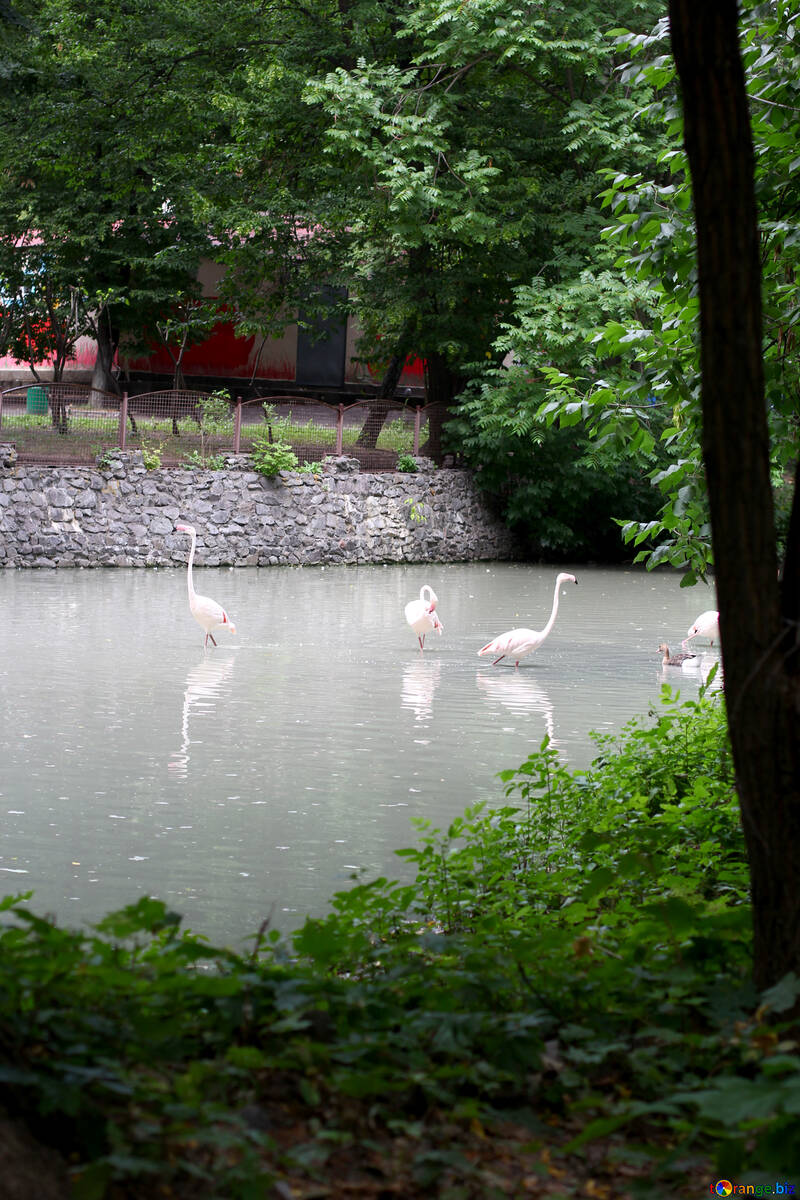 Flamingos im Zoo №46104