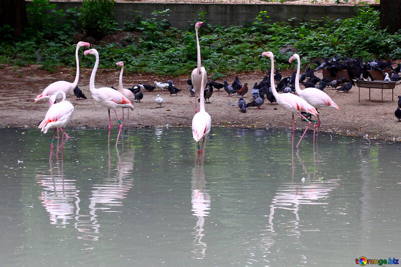 Pink flamingos №46096