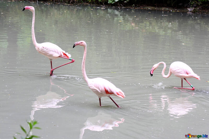 Pink flamingos №46105