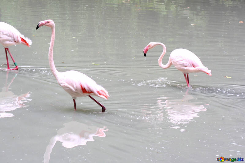 Rosa Flamingos №46106