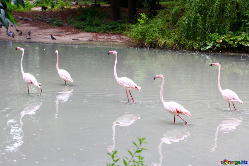 Pink flamingos №46108
