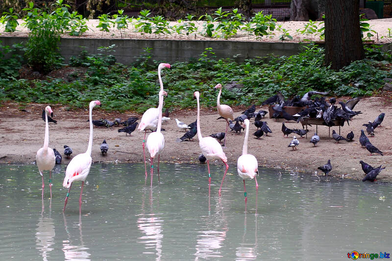 Pink flamingos №46114