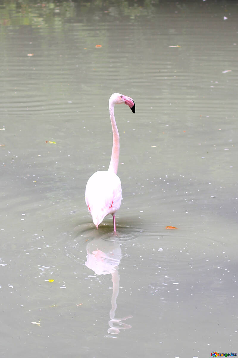 Bird flamingo №46109