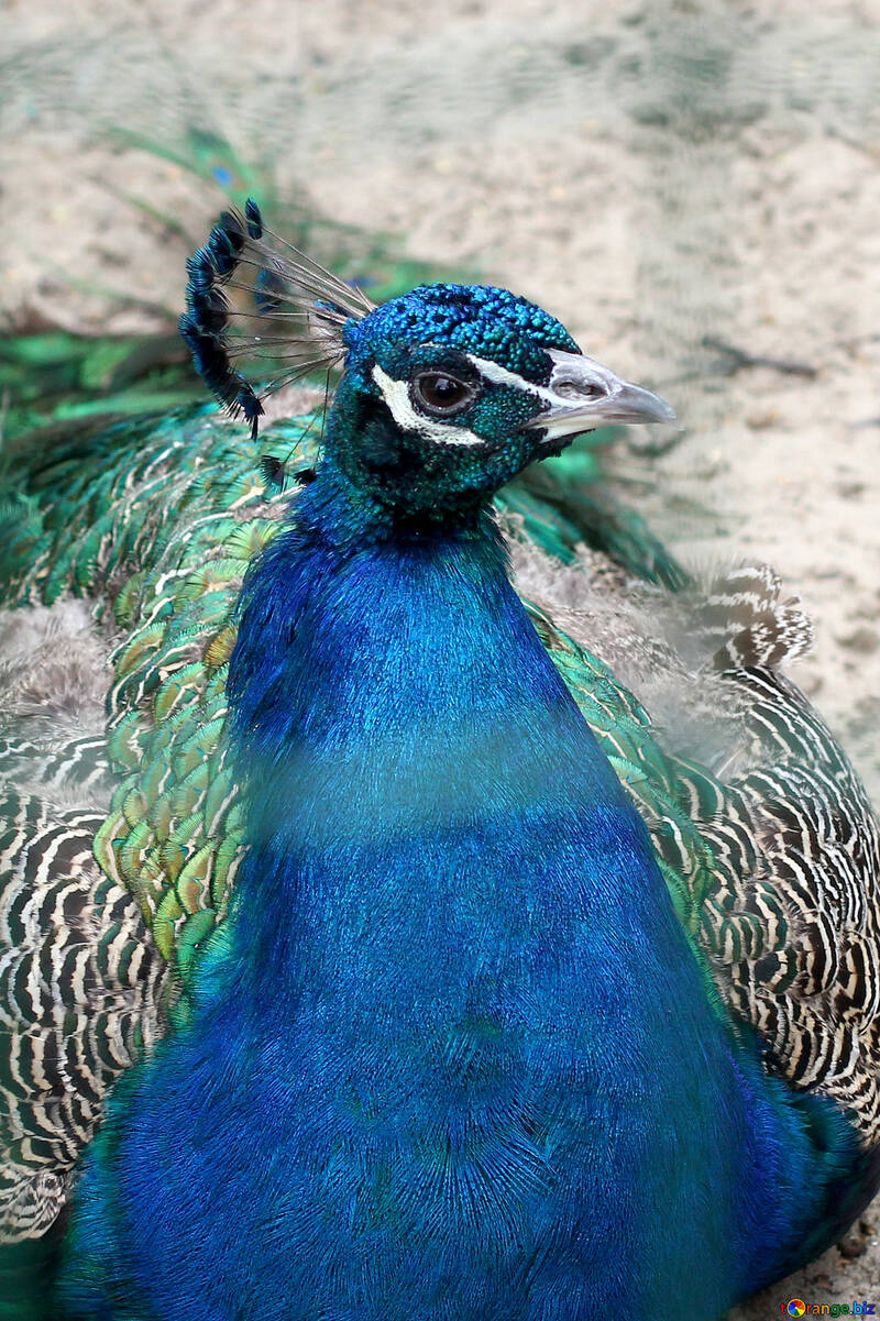 Pájaro del pavo real №46022