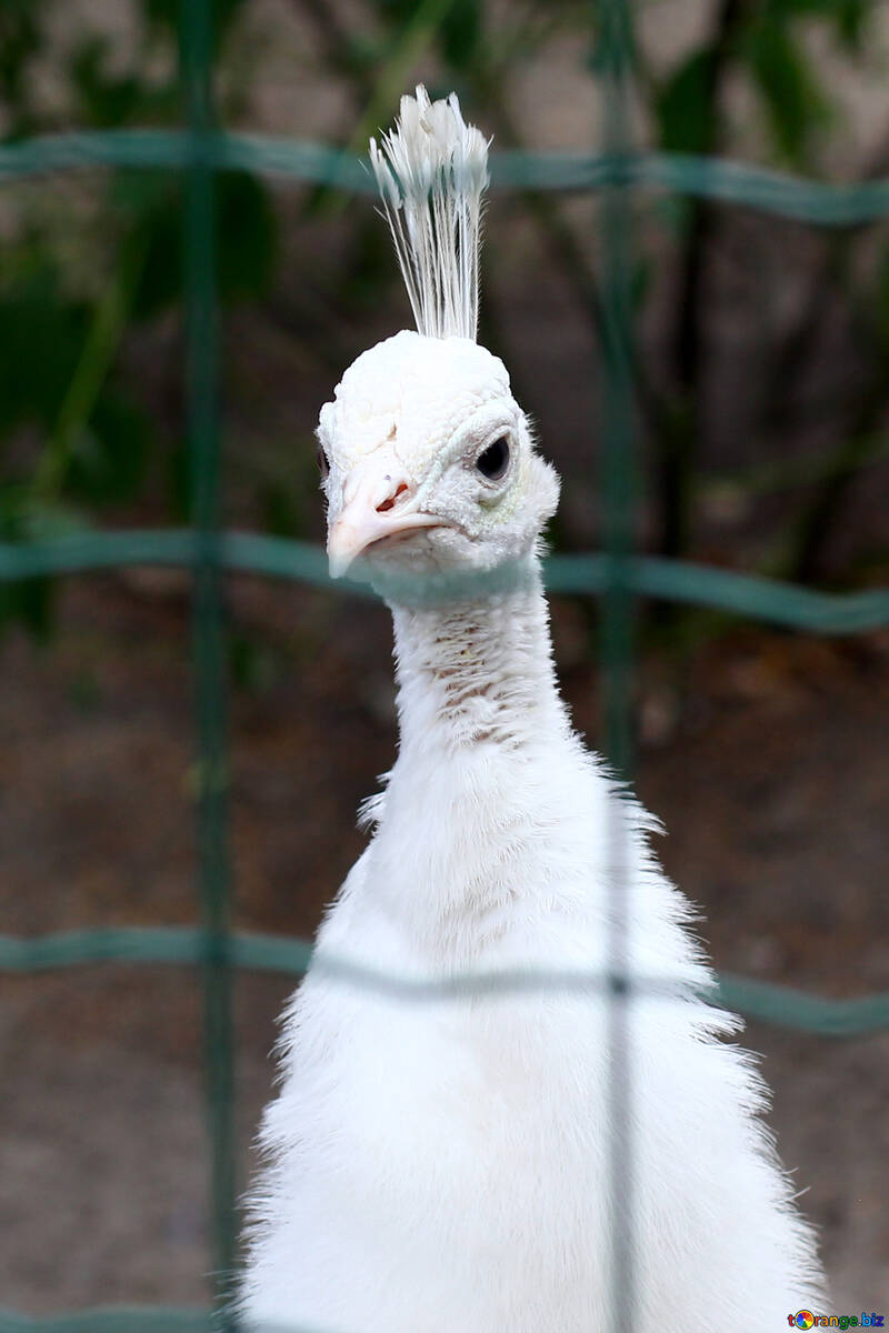 White peacock №46021