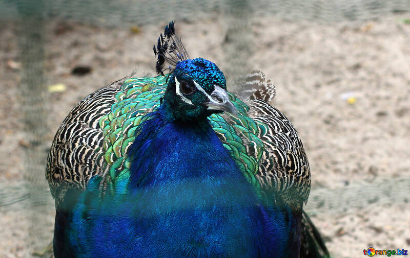 Bird peacock №46019