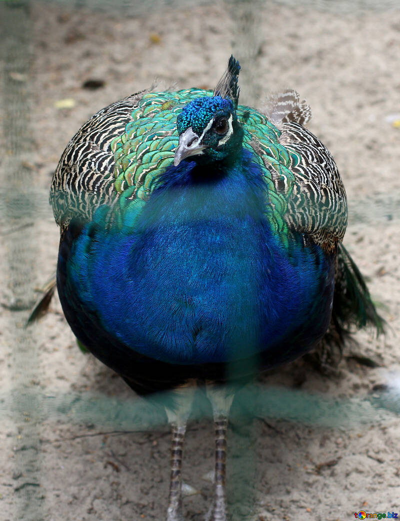 Bird peacock №46020