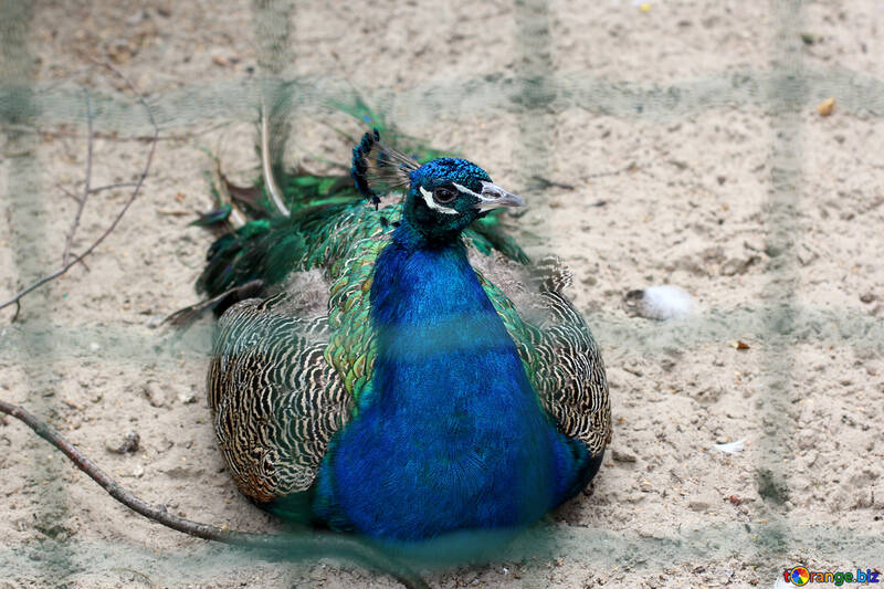 Bird peacock №46023