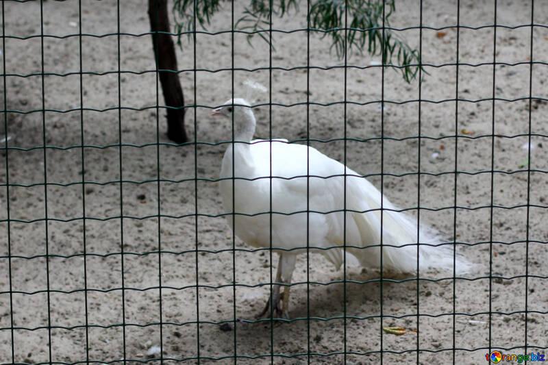 White peacock №46007