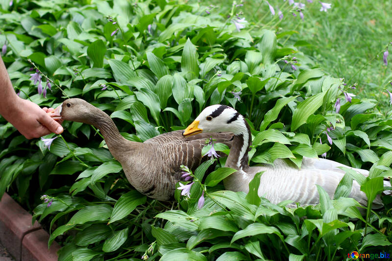 Wild geese in the bushes №46126