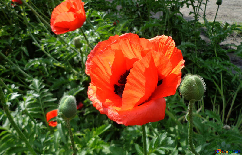 Red poppy flower №46697