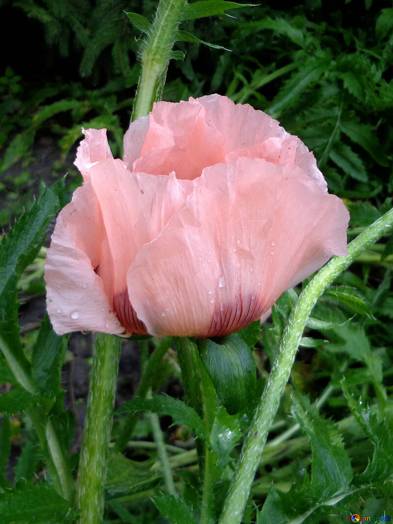 Pink poppy №46684