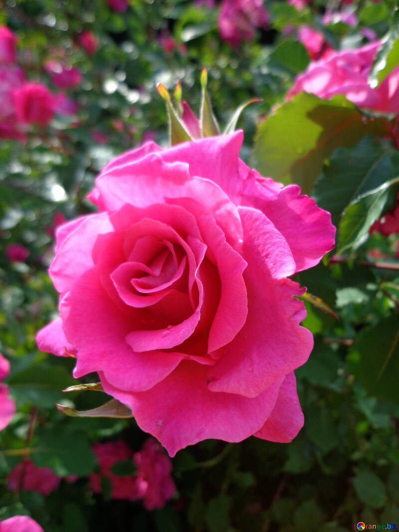 Rose rose №46691