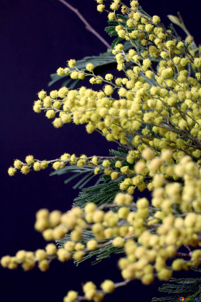 Mimosa flowers isolated on a black background №46278