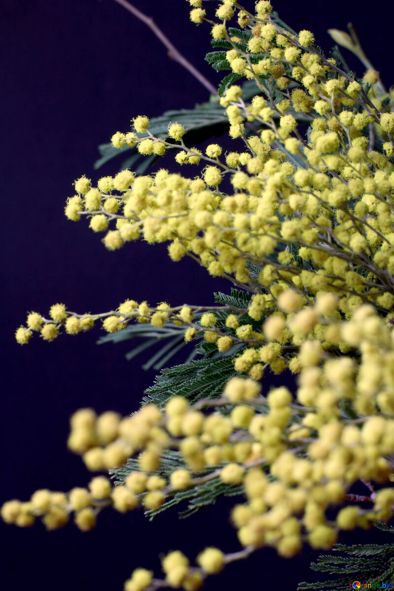 flores de mimosa aislado en un fondo negro №46278