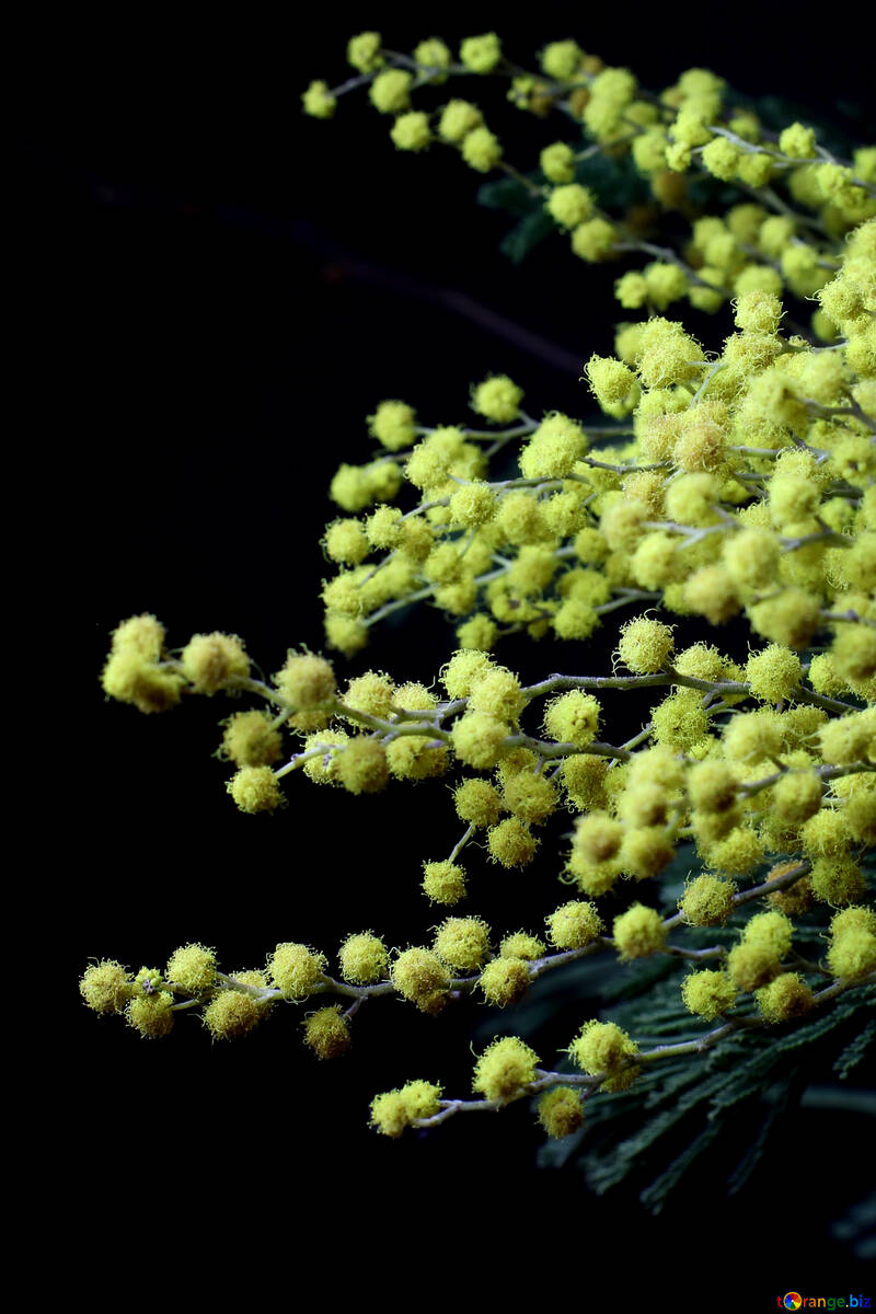 Квіти мімози ізольовано на чорному тлі №46279