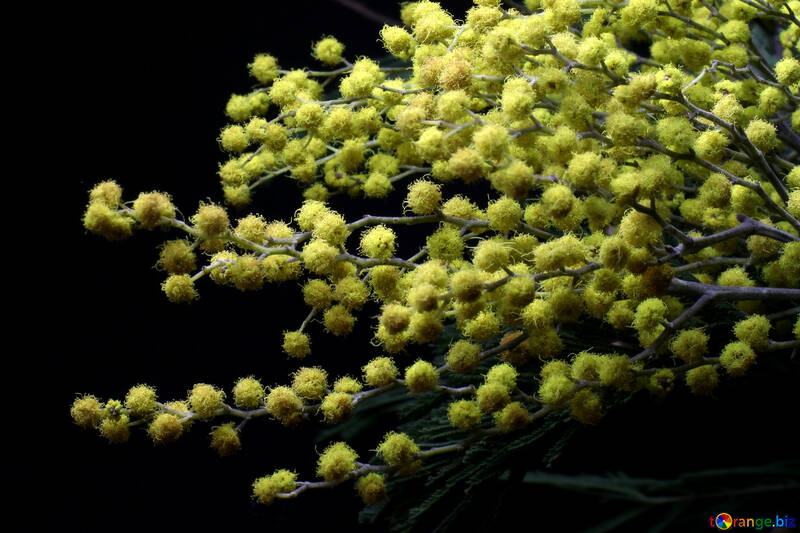 flores de mimosa aislado en un fondo negro №46281
