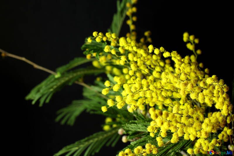 Mimosa flowers isolated on a black background №46283