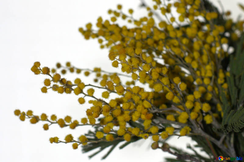 Fiori di mimosa isolato su sfondo bianco №46293