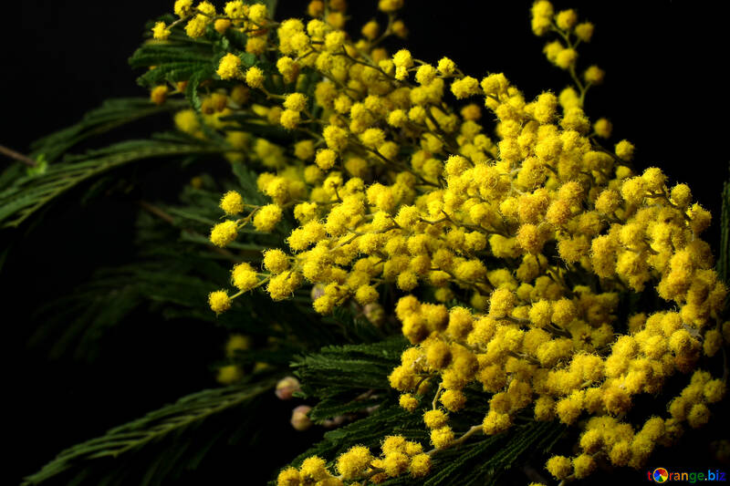 Mimosa flowers isolated on a black background №46275