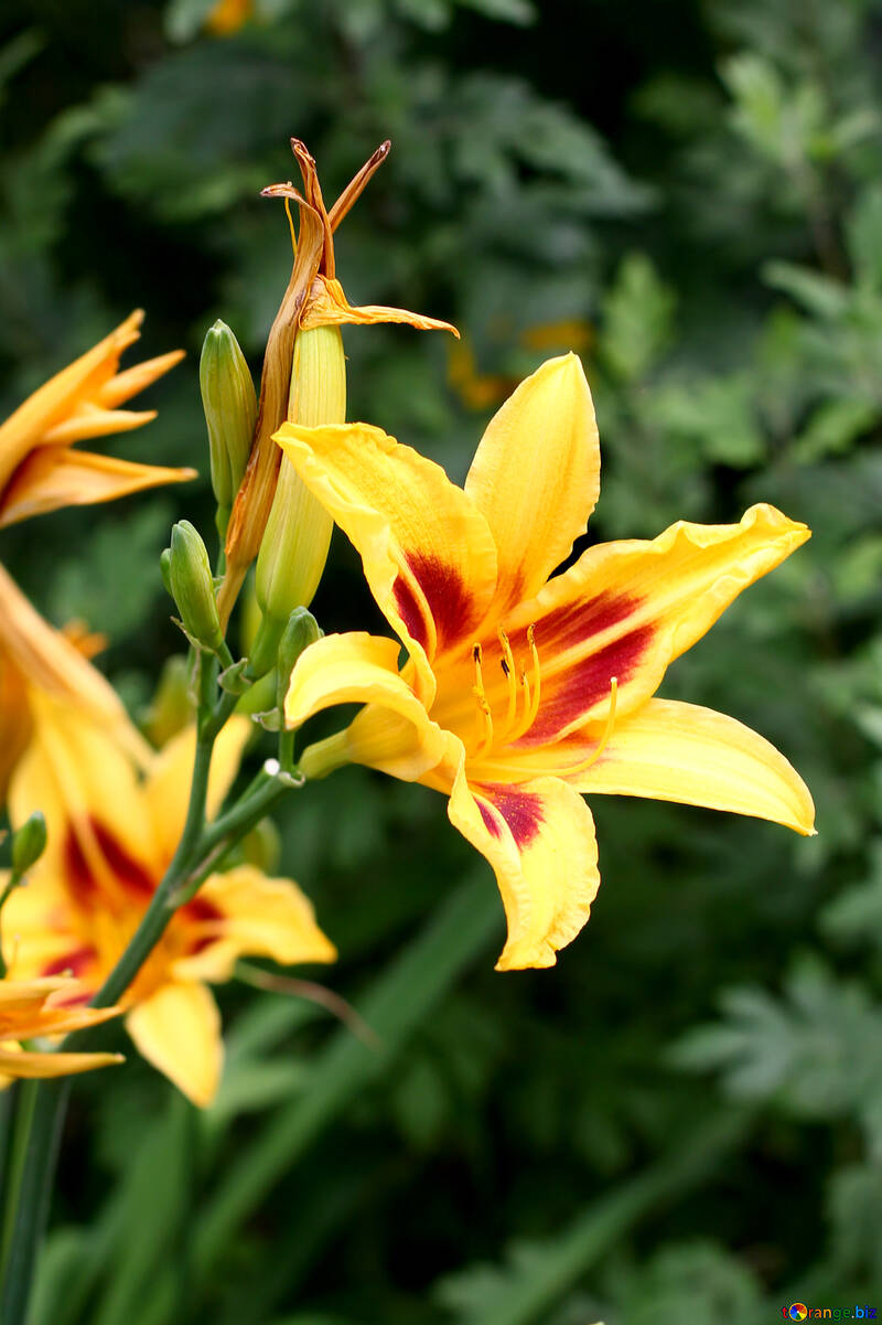 A bush of yellow lilies №46826