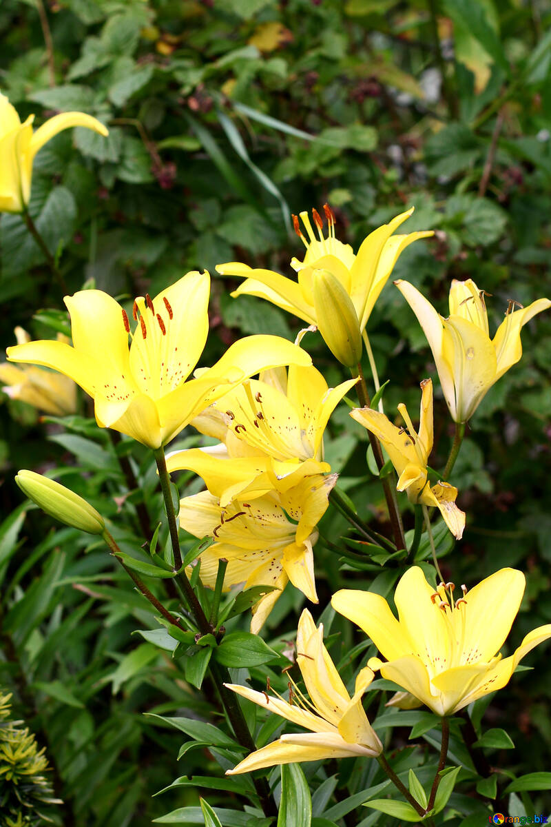 A bush of yellow lilies №46827
