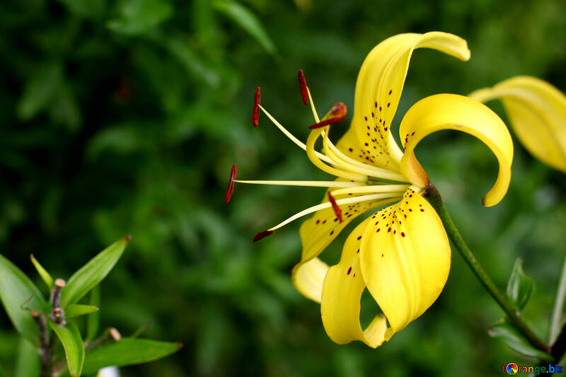 Yellow lily №46843