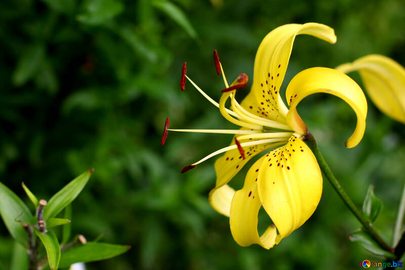 Giglio giallo №46843