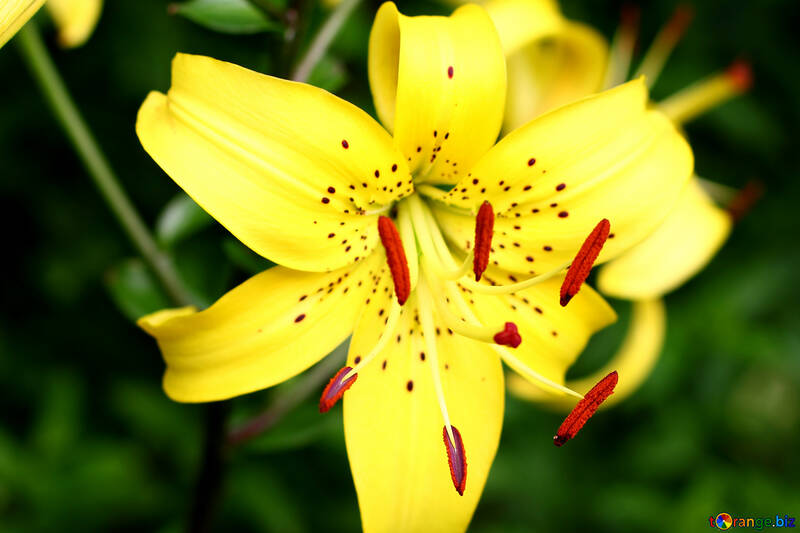 Yellow lily №46846