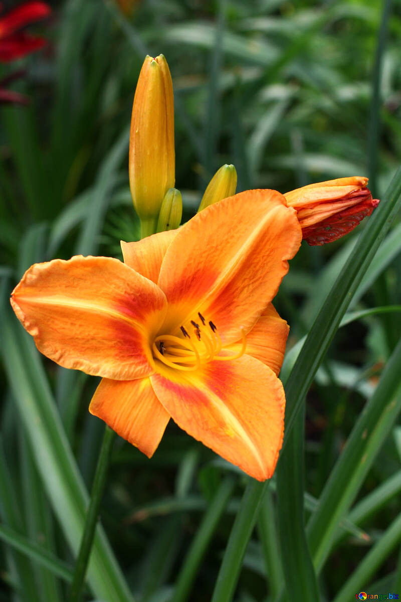 Arancione Lily №46814