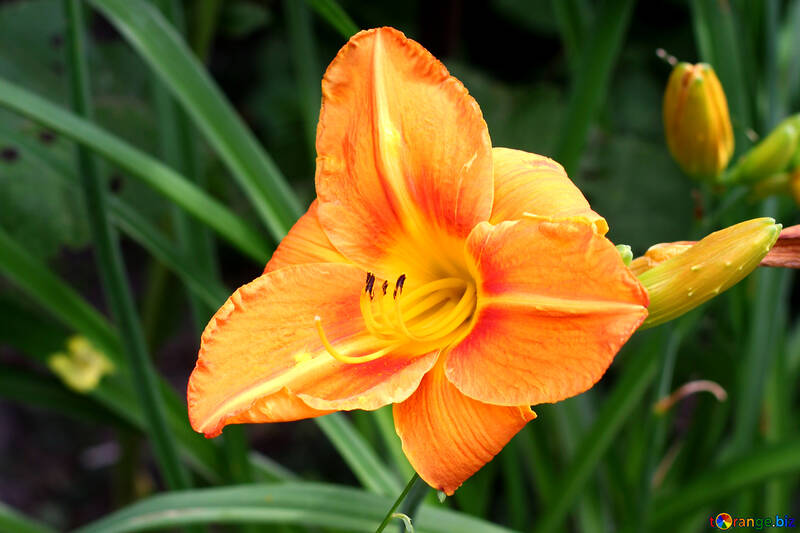 Orange Lily №46817