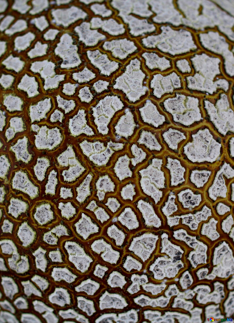 Texture of cracked surface of the fungus №46530