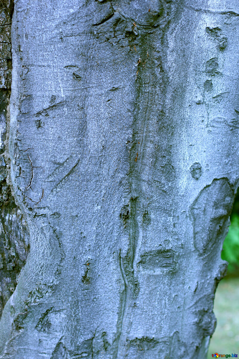 The texture is smooth tree bark №46135