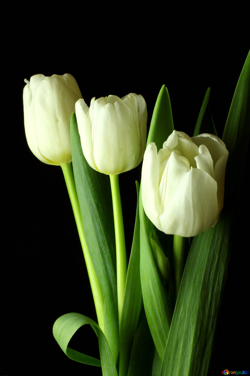 Tulpen Bouquet auf einem schwarzen Hintergrund №46267