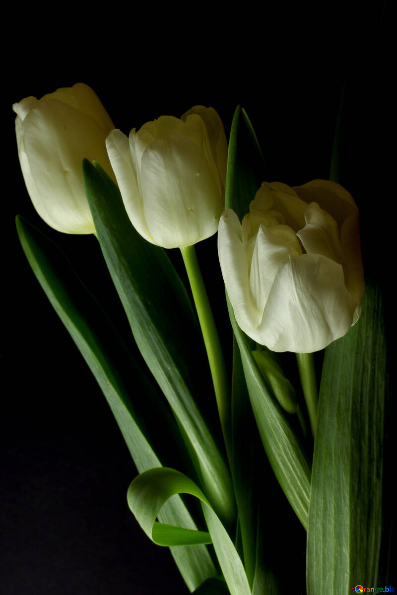 Tulips bouquet on a black background №46269