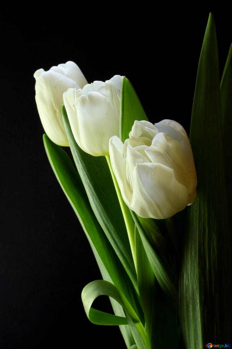 Ramalhete dos Tulips em um fundo preto №46272