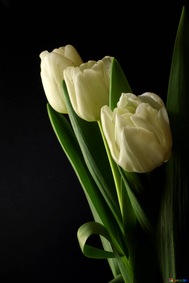 Tulips bouquet sur un fond noir №46274