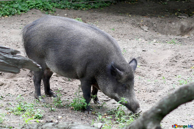 Дика свиня №46039