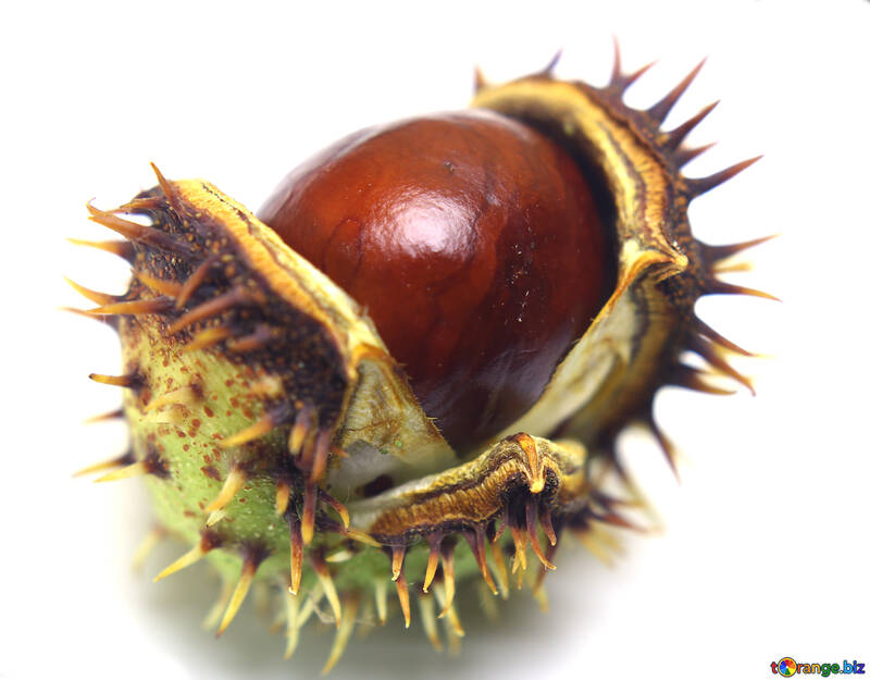 Conker isolated on white background №46421