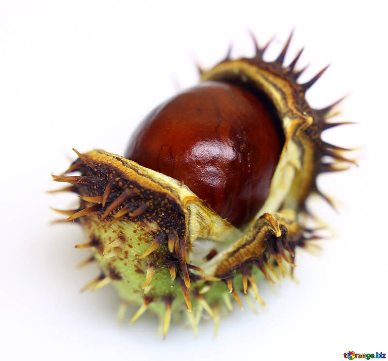 Conker isolated on white background №46422