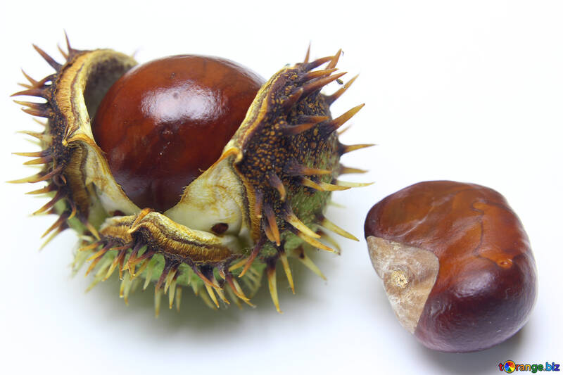 Conker isolated on white background №46425