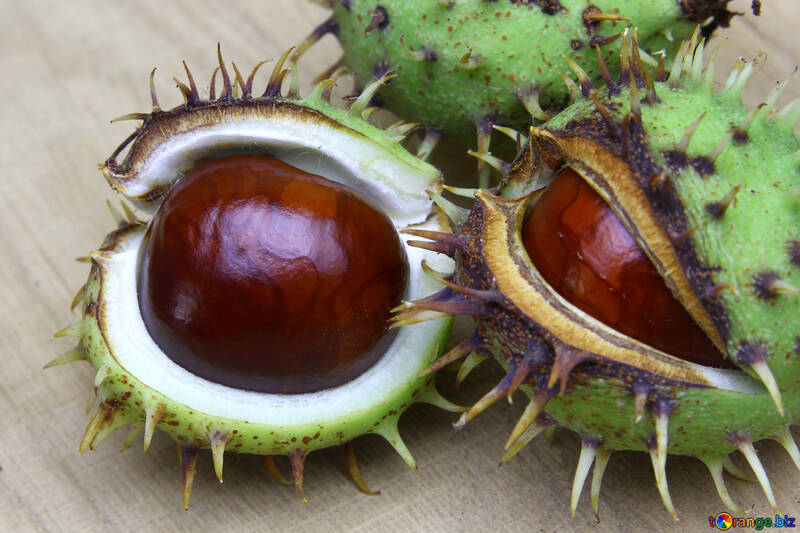Horse chestnut on wooden background open koyuchie fruits №46346