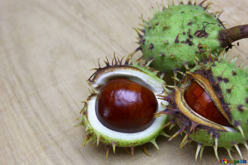 Horse chestnut on wooden background open koyuchie fruits №46347