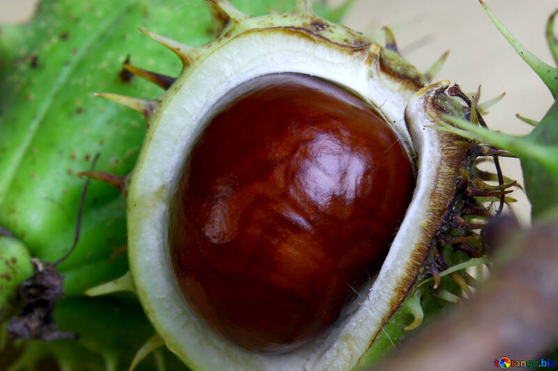 Horse chestnut on wooden background open koyuchie fruits №46349