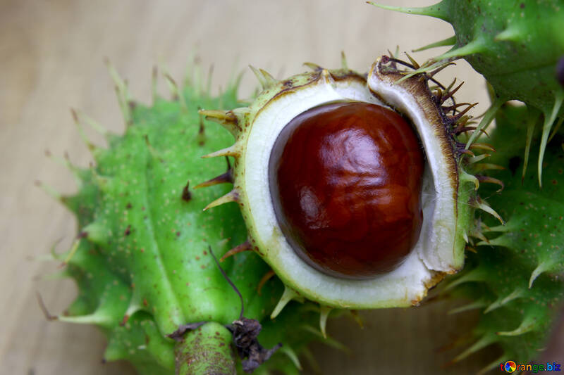 Horse chestnut on wooden background open koyuchie fruits №46350